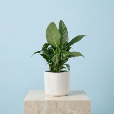 Peace lily Plant Gift