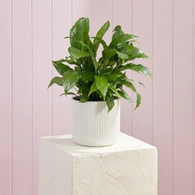 Large Peace Lily Plant Gift