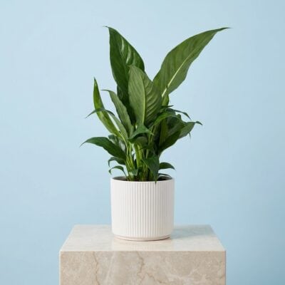 PLANTS AND FLOWERS