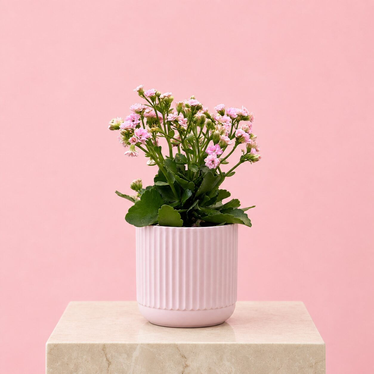 Pink Kalanchoe Plant Gift