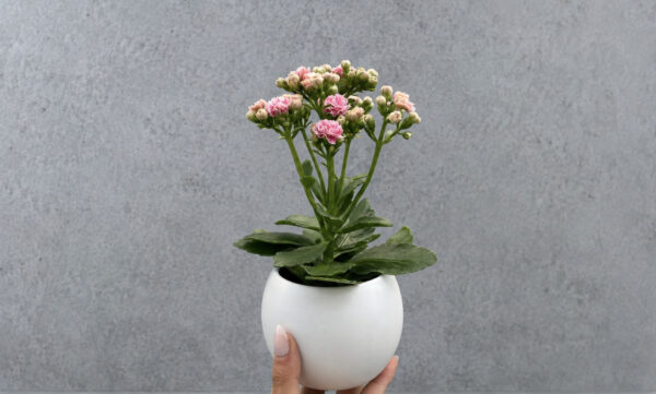 Limited Edition Plant & Self Care Gift Bag Limited Edition Plant & Self Care Gift Bag